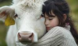 Cow cuddle jpeg.jpg