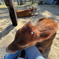 Cow cuddling