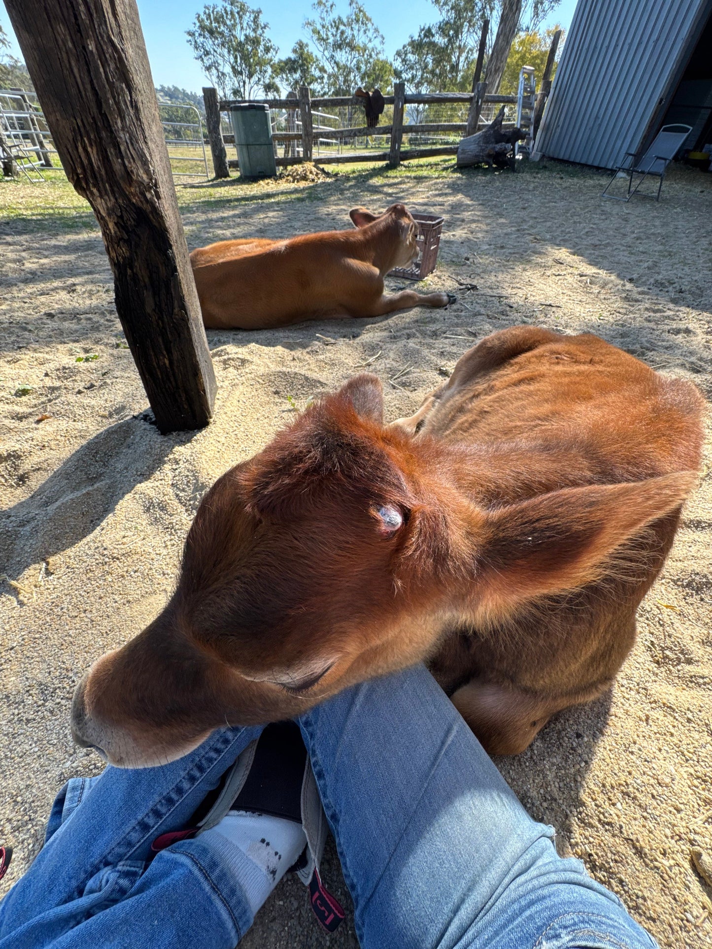 Cow cuddling