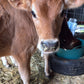 Cow cuddling