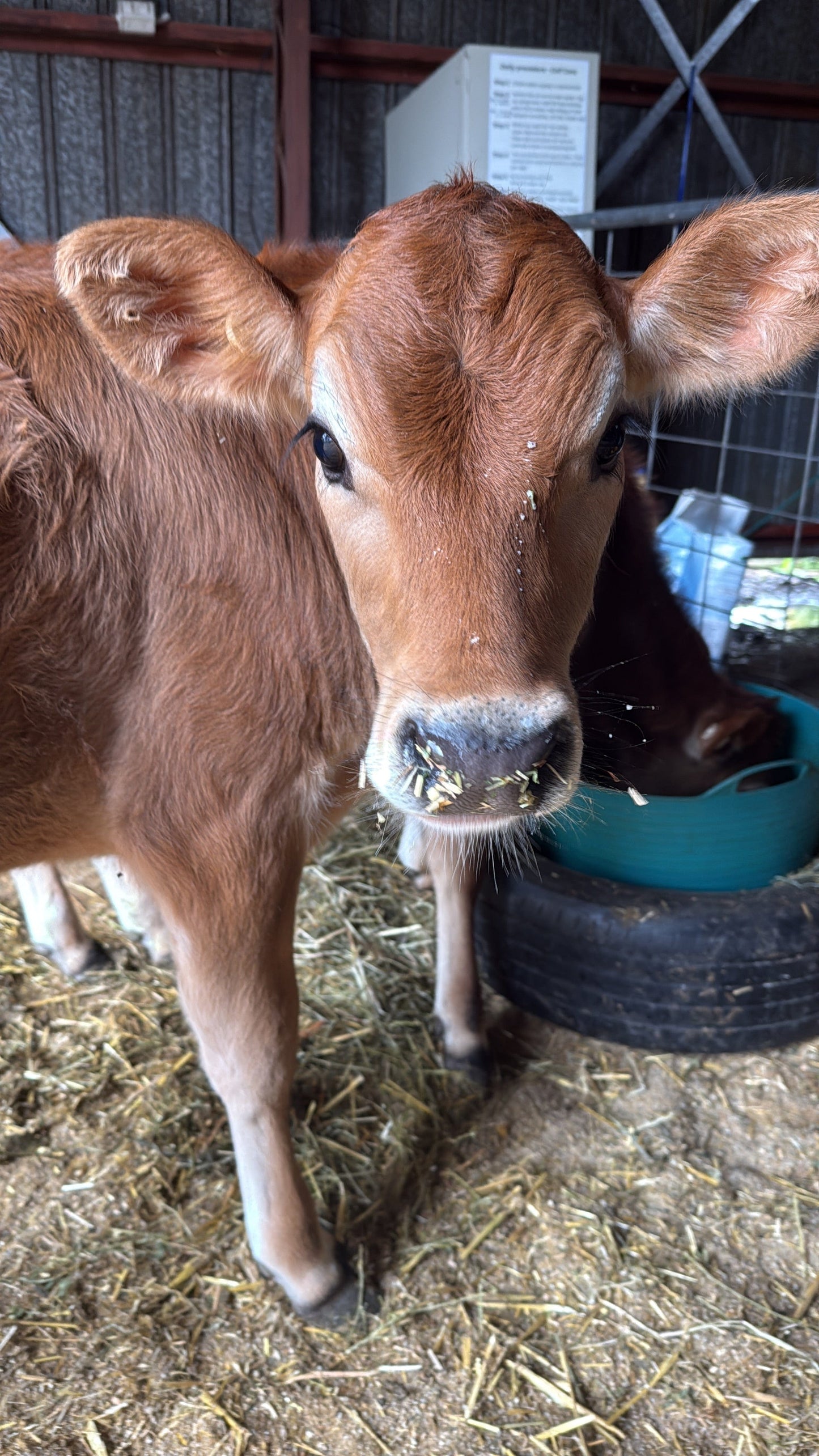 Cow cuddling
