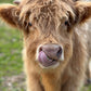 Cow cuddling