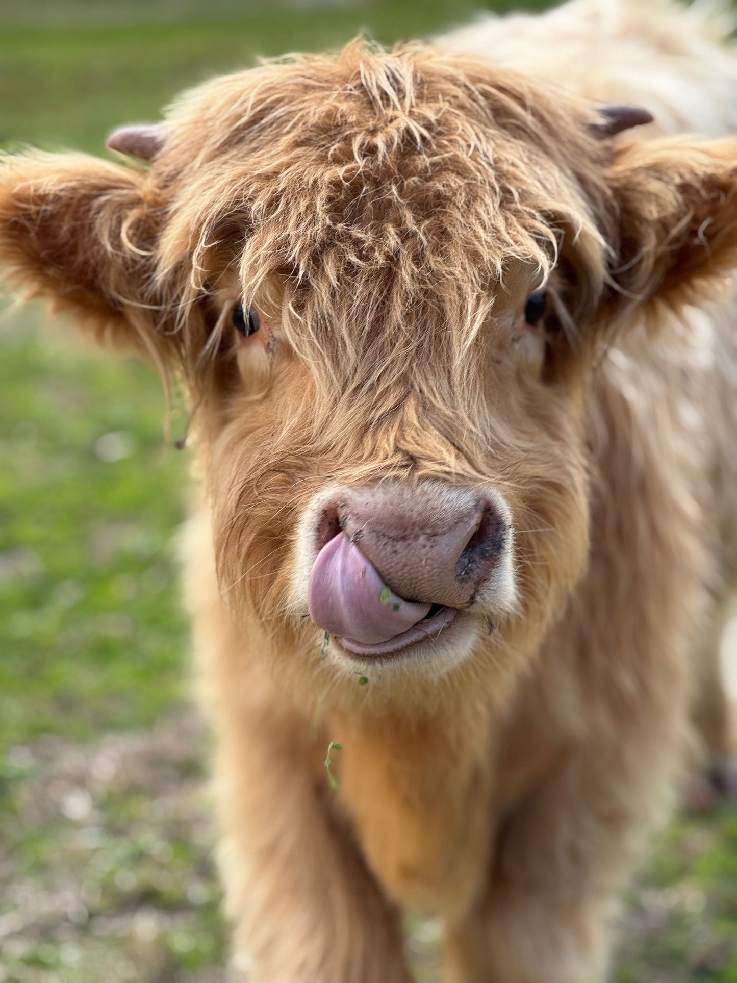 Cow cuddling