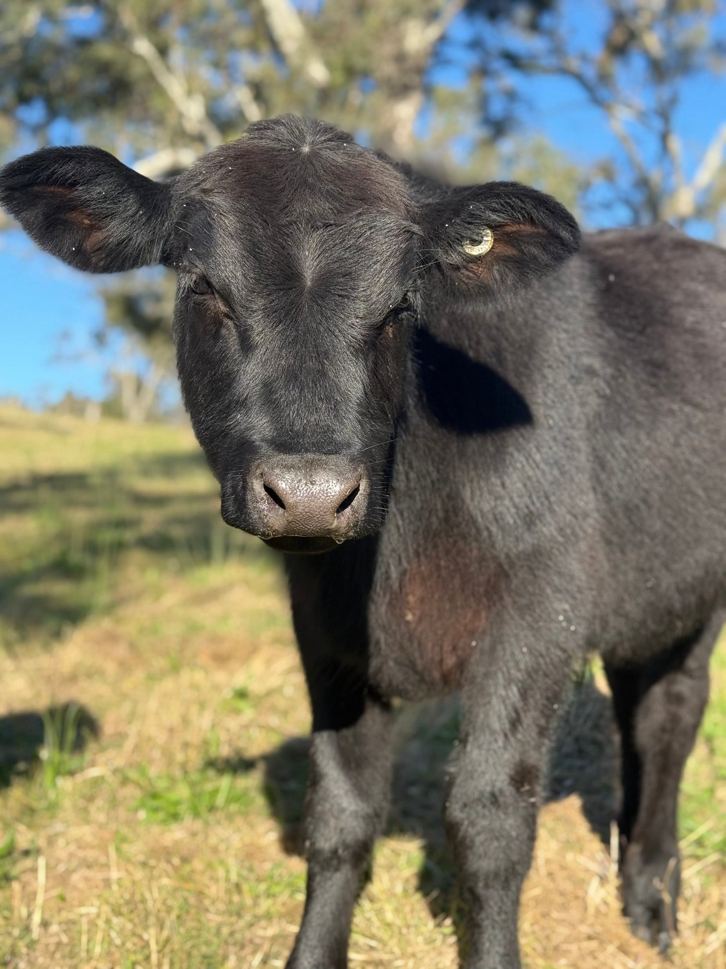 Cow Cuddle Gift Voucher