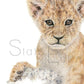 Lion Cub Mini Print | State of Eden